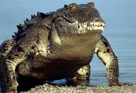 Вчені запропонували отримувати з крокодилів біопаливо