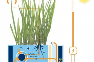 Голландські вчені навчилися видобувати електрику з рису