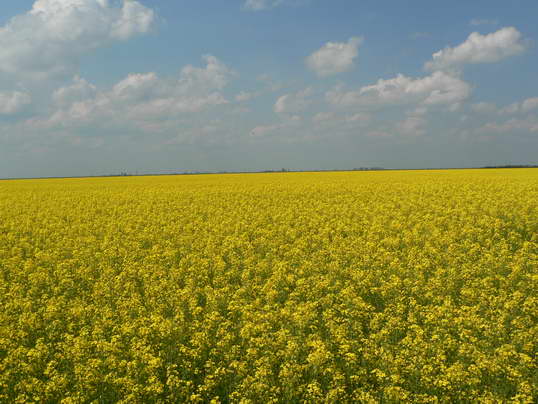 Україна вивчить можливість вирощування біомаси для енергетики в зоні відчуження