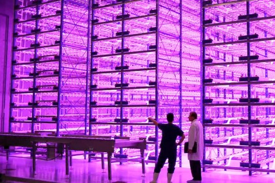 Американські дослідники підтвердили: майбутнє за вертикальними фермами і пурпуровими світлодіодами