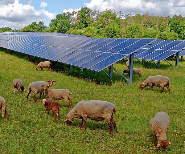 Agrivoltaic системи набирають популярності серед громадськості в порівнянні з традиційними сонячними парками