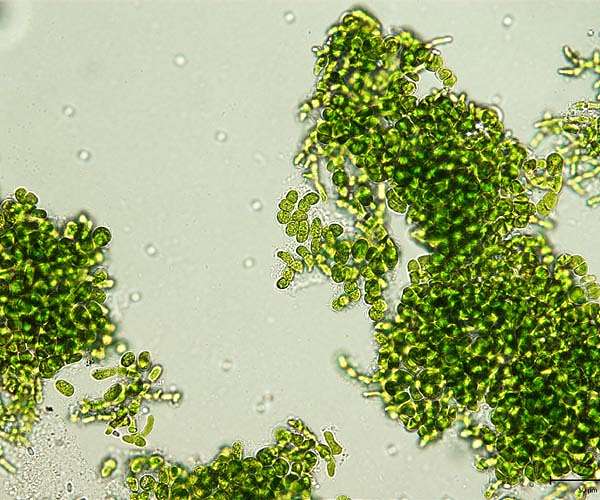 Photosynthetic algae розвивають унікальні пігменти для захисту від сонячного світла та підвищення енергоефективності