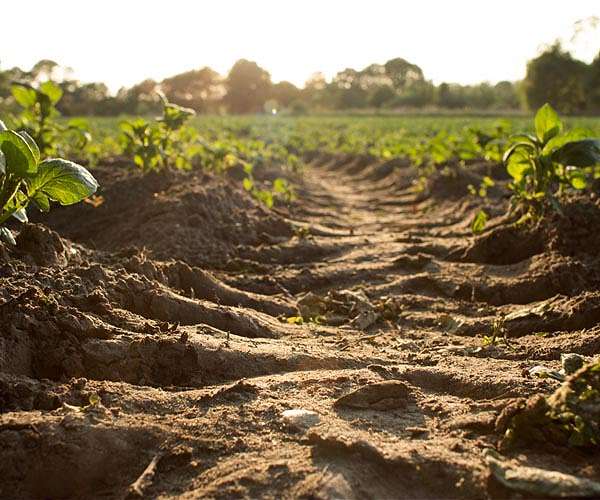 Новий метод використовує сонячні біоплівки для усунення забруднювачів ґрунту