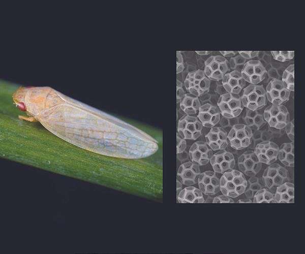 Сонячні панелі на основі листя відкривають шлях до безвуглецевої хімічної промисловості